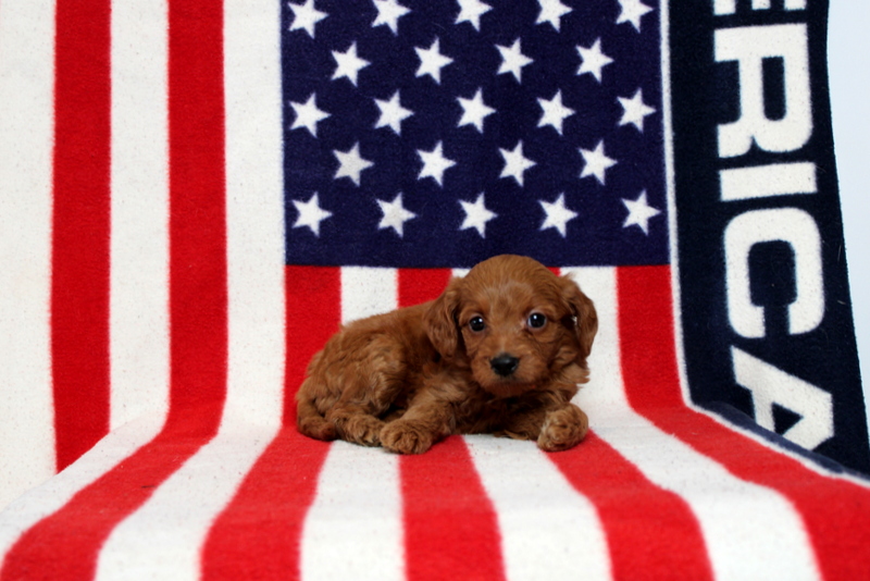 puppy, for, sale, Mini Goldendoodle F1, Matthew B. Stoltzfus, dog, breeder, Gap, PA, dog-breeder, puppy-for-sale, forsale, nearby, find, puppyfind, locator, puppylocator, aca